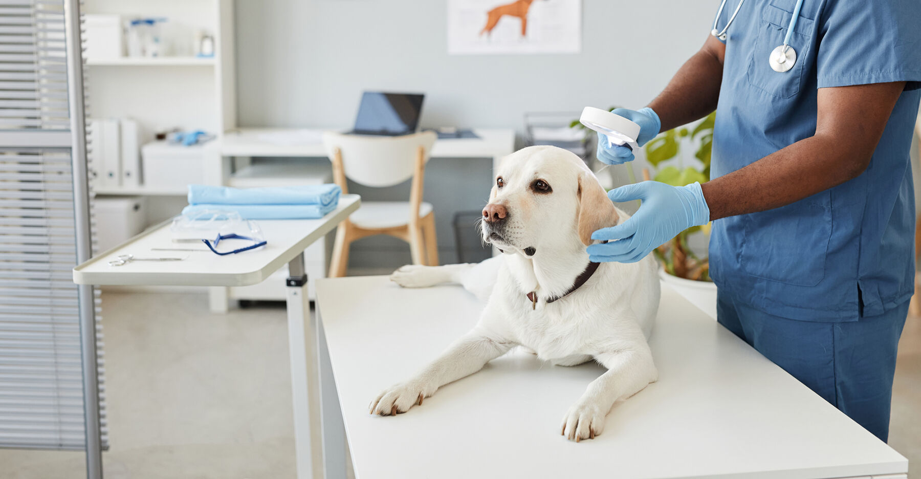 veterinary-clinic