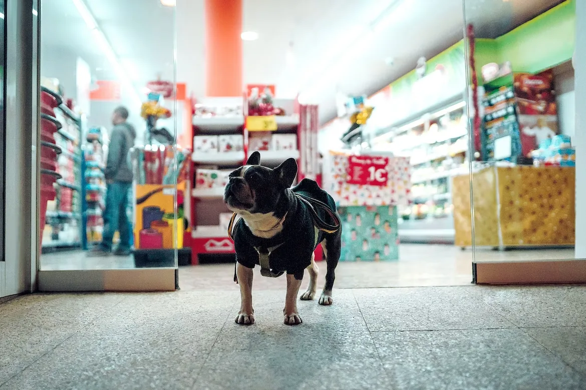 a dog in the entrance of a store